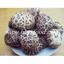 Outono Planta 5-5.5cm Seca Cogumelo Shiitake Flor Branca Profunda